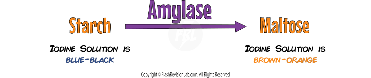 Amylase